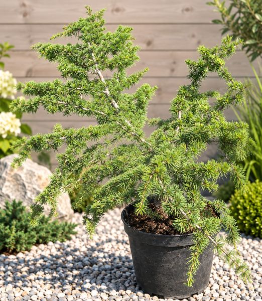Cedrus atlantica ‘Nana’